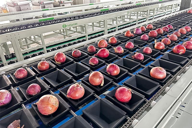 4-lane optical onion sorting machine with 17 outlets.jpg